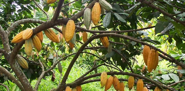 Cocoa | വിലയിടിവും ഉത്പാദനക്കുറവും; കൊക്കോ കൃഷി വന്‍പ്രതിസന്ധിയില്‍ -  Malayalivartha.com